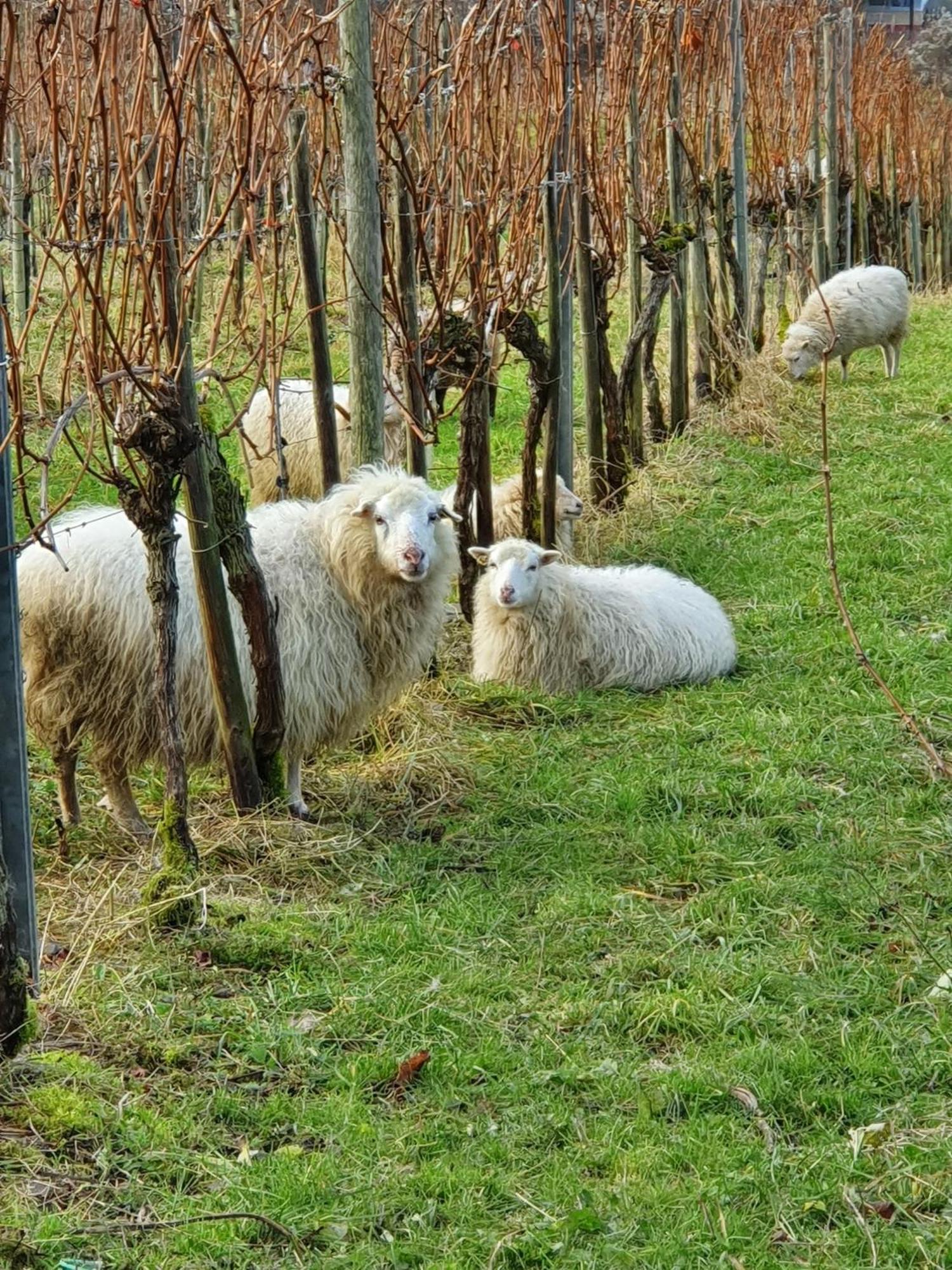 Ferienwohnung An Der Mosel, Romeo 森海姆 外观 照片